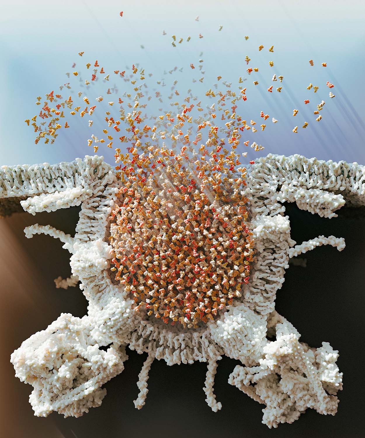 Acetylcholine released from a synaptic vesicle